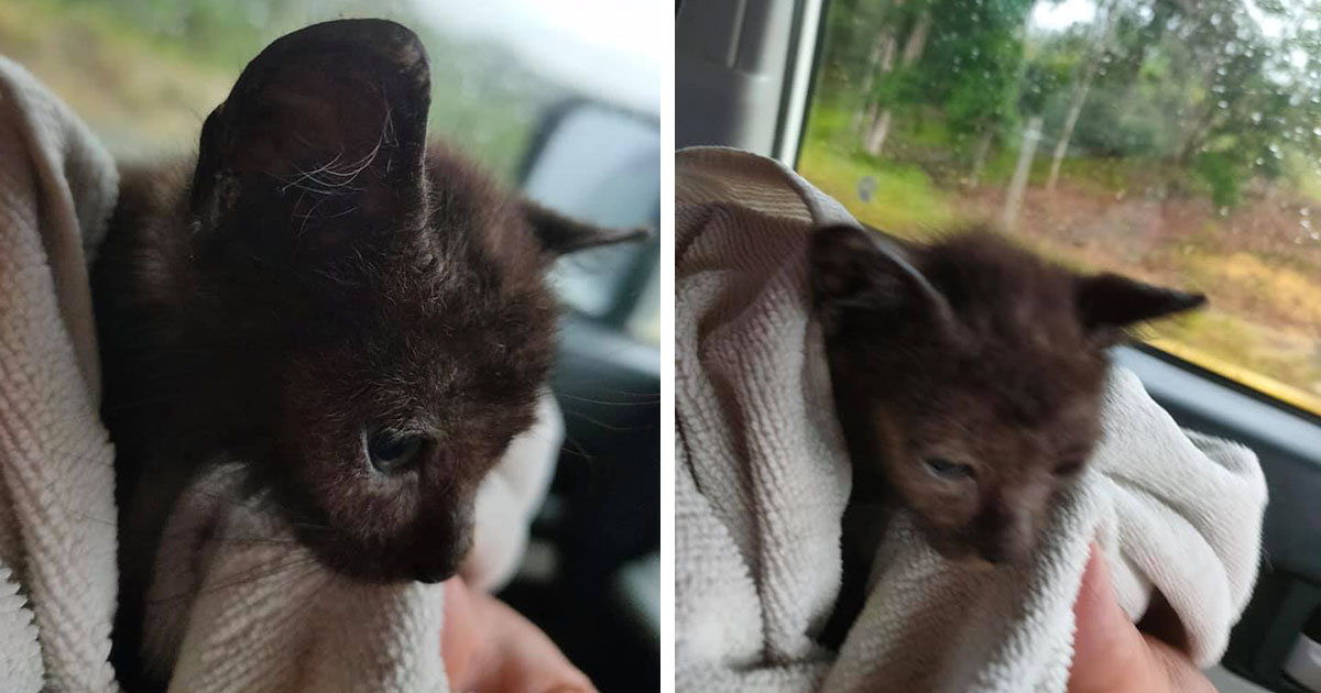 Kind Man Saves Stranded Kitten Сaught In Heavу Rain At The Side Of The ...