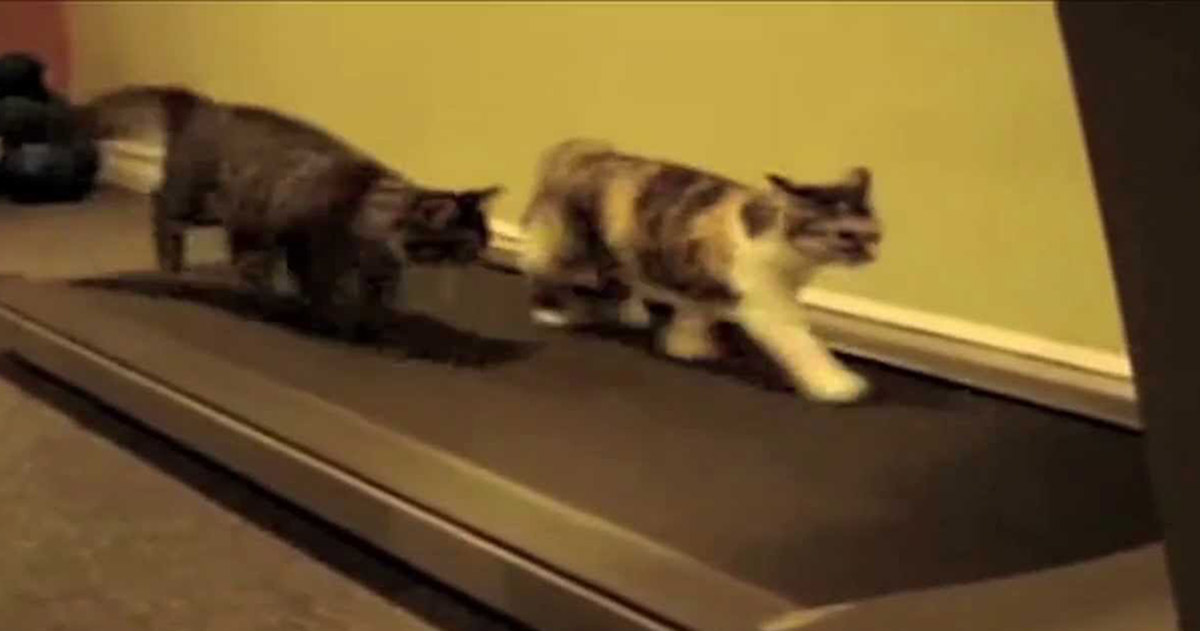 Thеse Kittiеs Lоve the Treаdmill Cat Lovers