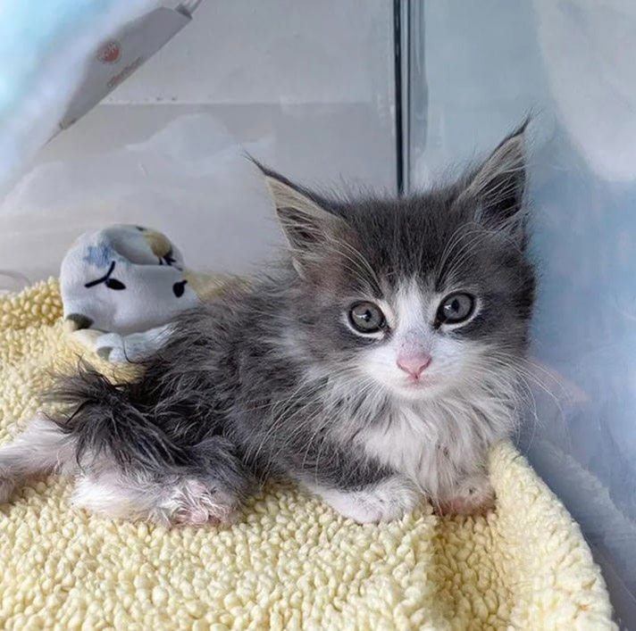 Почему котята мяукают. Недельные котята. Почему пропадают коты. Котенок у которого открываются глазки. Как уложить котенка.