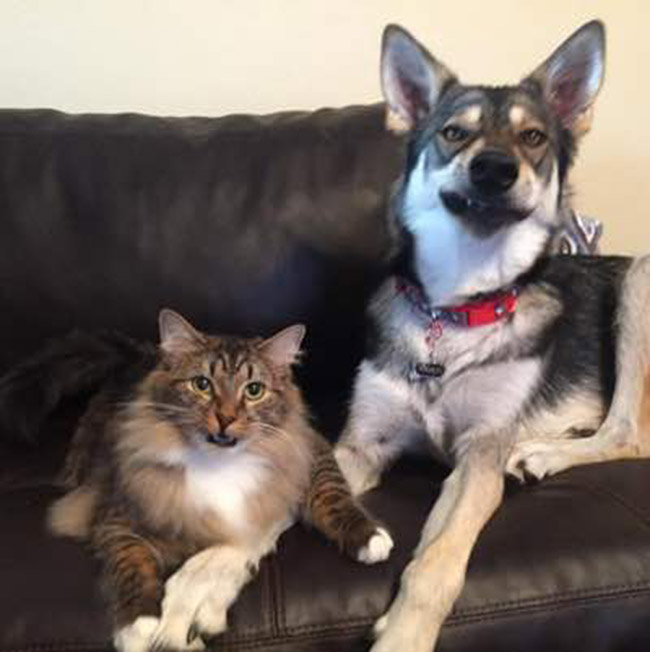 Котенка лайка вместе. Хаски и кошка. Хаски и кот. Хаски и кошка. Хаски и кошка.